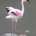 Lesser Flamingo
